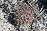 pa_113_thelocactus_bueckii.jpg